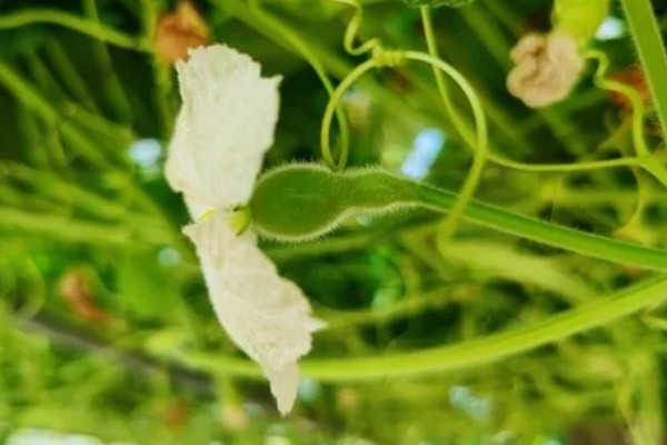 葫芦的寓意是什么，寓意健康长寿、富贵吉祥等