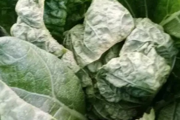 白菜白锈病的症状,在叶背面生成隆起的白色疱斑