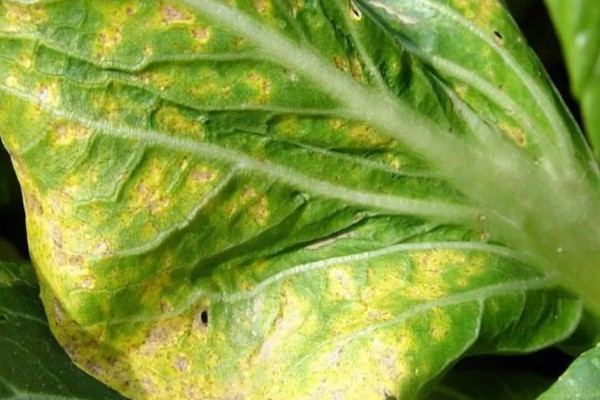 白菜白锈病的症状,在叶背面生成隆起的白色疱斑