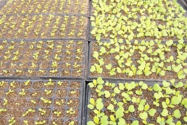 白菜白锈病的症状,在叶背面生成隆起的白色疱斑