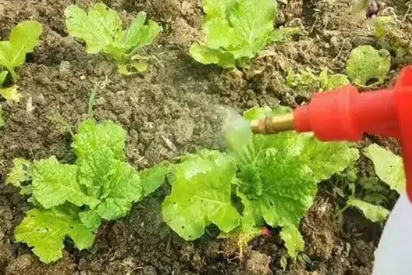 白菜白锈病的症状,在叶背面生成隆起的白色疱斑