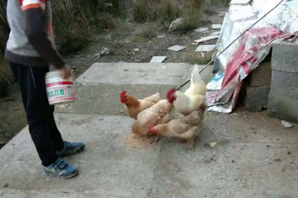 中药阉鸡法喂多少天,一般喂4-5天