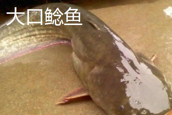 鲶鱼的品种，胡子鲶、大口鲶鱼、革胡子鲶很常见