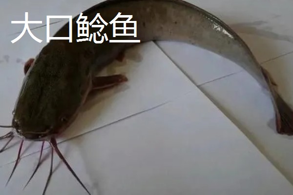 鲶鱼的品种，胡子鲶、大口鲶鱼、革胡子鲶很常见