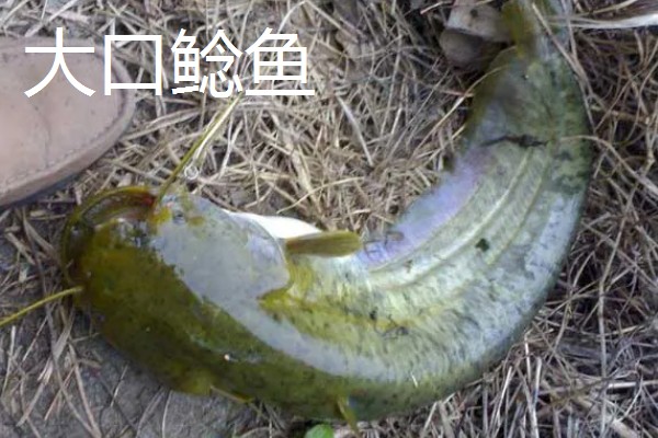 鲶鱼的品种，胡子鲶、大口鲶鱼、革胡子鲶很常见