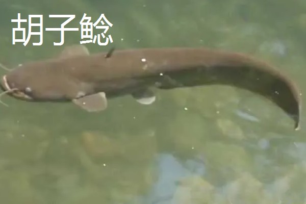 鲶鱼的品种，胡子鲶、大口鲶鱼、革胡子鲶很常见