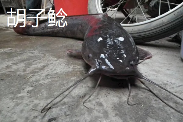 鲶鱼的品种，胡子鲶、大口鲶鱼、革胡子鲶很常见