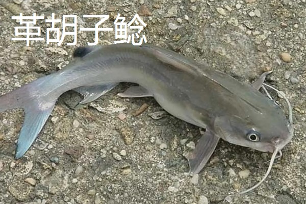 鲶鱼的品种，胡子鲶、大口鲶鱼、革胡子鲶很常见