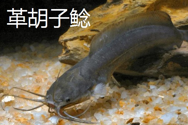 鲶鱼的品种，胡子鲶、大口鲶鱼、革胡子鲶很常见