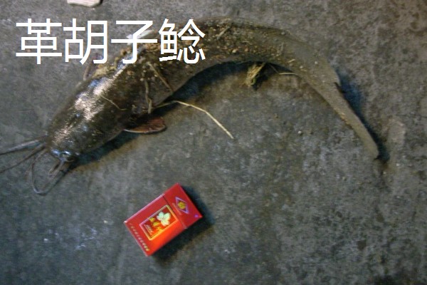 鲶鱼的品种，胡子鲶、大口鲶鱼、革胡子鲶很常见