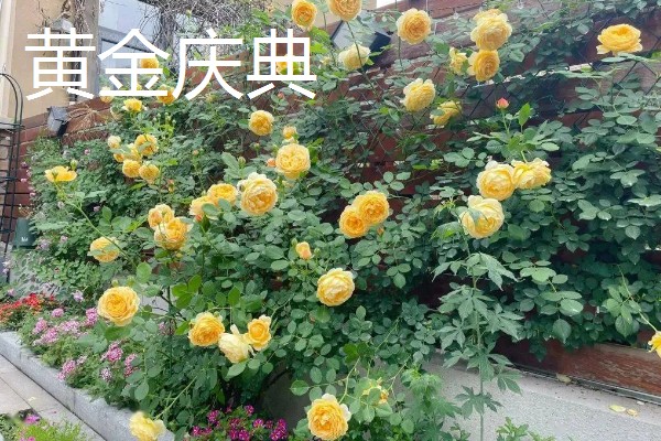 哪些月季能在东北室外过冬，御用马车、黄金庆典等品种比较耐寒