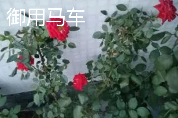 哪些月季能在东北室外过冬，御用马车、黄金庆典等品种比较耐寒