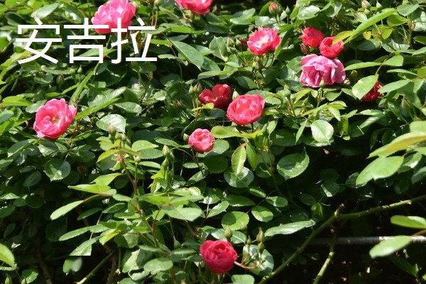 哪些月季能在东北室外过冬，御用马车、黄金庆典等品种比较耐寒