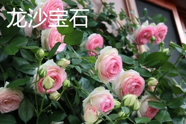 哪些月季能在东北室外过冬，御用马车、黄金庆典等品种比较耐寒