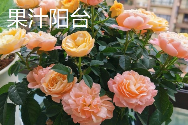 哪些月季能在东北室外过冬，御用马车、黄金庆典等品种比较耐寒