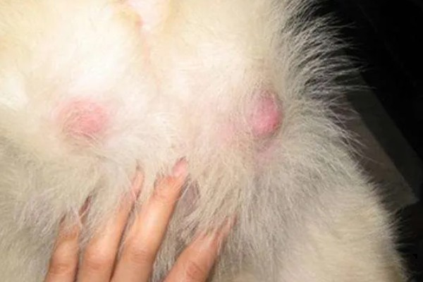 犬猫乳房炎的症状,急性乳房炎会出现乳房潮红、肿胀等问题