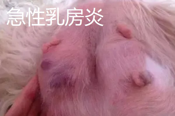 犬猫乳房炎的症状,急性乳房炎会出现乳房潮红、肿胀等问题