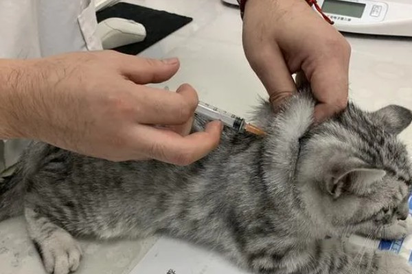 犬猫乳房炎的症状,急性乳房炎会出现乳房潮红、肿胀等问题