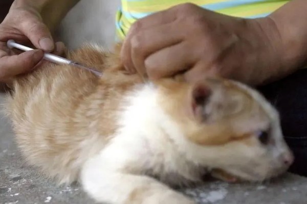 犬猫乳房炎的症状,急性乳房炎会出现乳房潮红、肿胀等问题