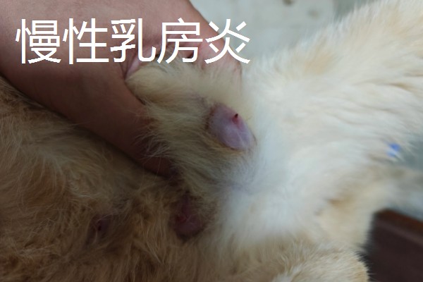 犬猫乳房炎的症状,急性乳房炎会出现乳房潮红、肿胀等问题