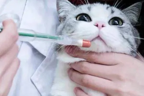 犬猫乳房炎的症状,急性乳房炎会出现乳房潮红、肿胀等问题