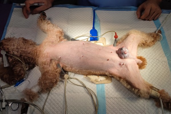 犬猫乳房炎的症状,急性乳房炎会出现乳房潮红、肿胀等问题