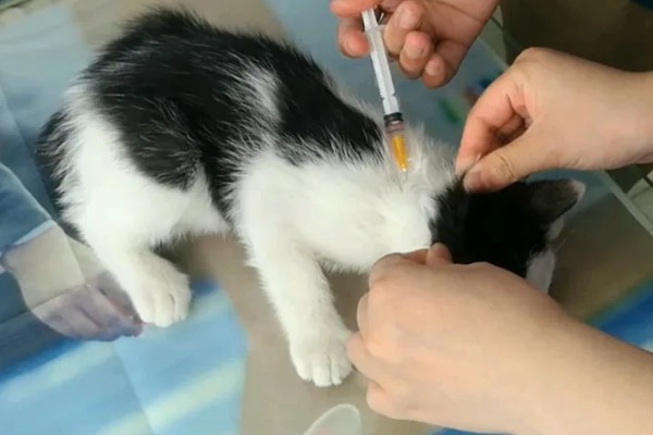 犬猫乳房炎的症状,急性乳房炎会出现乳房潮红、肿胀等问题