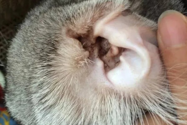 犬猫乳房炎的症状,急性乳房炎会出现乳房潮红、肿胀等问题