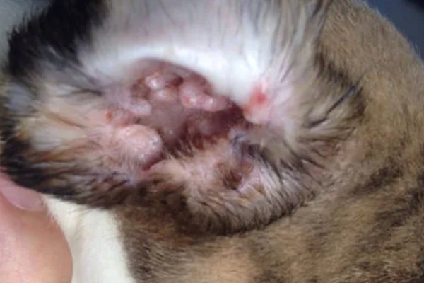 犬猫乳房炎的症状,急性乳房炎会出现乳房潮红、肿胀等问题