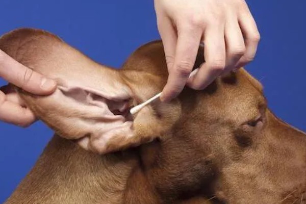犬猫乳房炎的症状,急性乳房炎会出现乳房潮红、肿胀等问题
