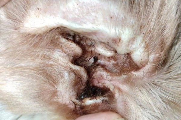 犬猫乳房炎的症状,急性乳房炎会出现乳房潮红、肿胀等问题