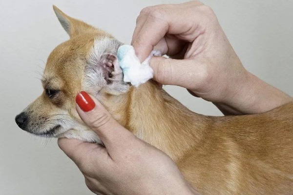 犬猫乳房炎的症状,急性乳房炎会出现乳房潮红、肿胀等问题