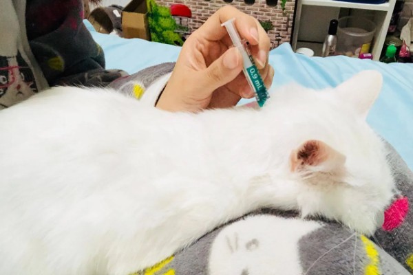 犬猫乳房炎的症状,急性乳房炎会出现乳房潮红、肿胀等问题