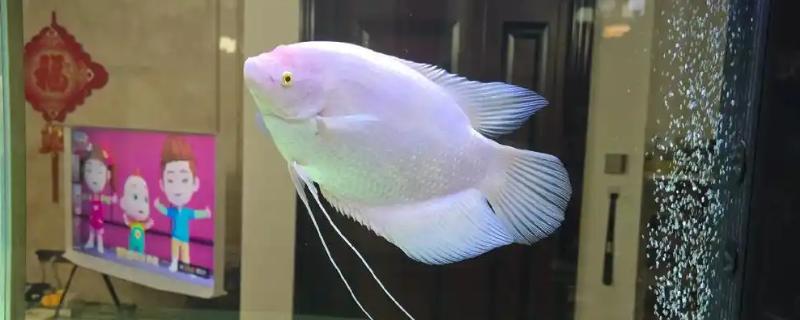 招财鱼为什么吃食又吐出来,可能是对某种食物失去兴趣