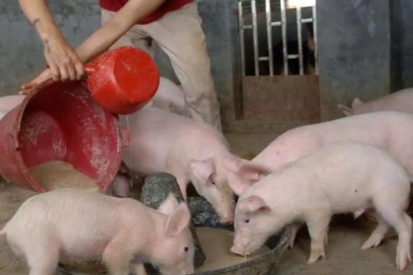 猪粮比的含义,猪粮比是指生猪价格与玉米价格的比值