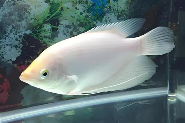 招财鱼为什么吃食又吐出来,可能是对某种食物失去兴趣
