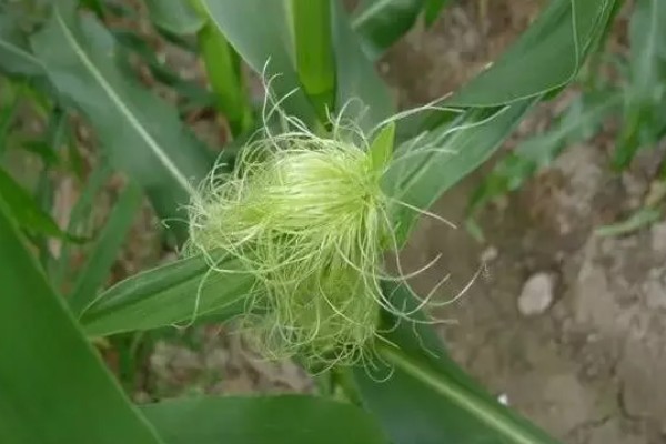 玉米为什么结实不良,温湿度不适会影响授粉
