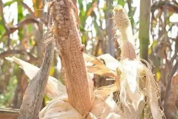 玉米为什么结实不良,温湿度不适会影响授粉