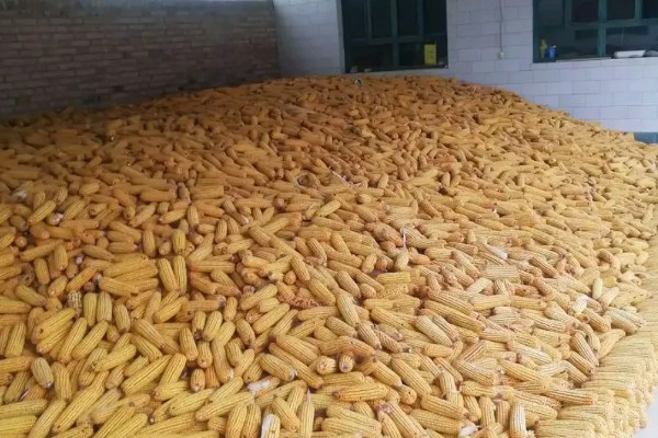玉米为什么结实不良,温湿度不适会影响授粉