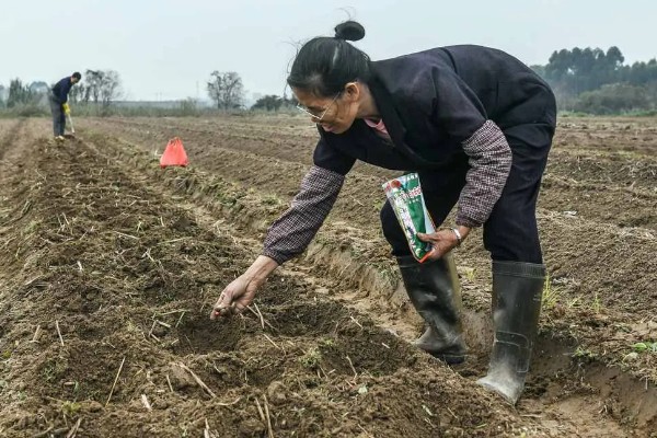 玉米为什么结实不良,温湿度不适会影响授粉