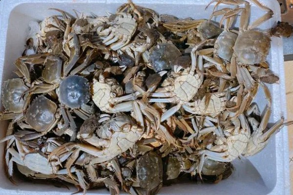 辨别大闸蟹的方法,正宗大闸蟹背部呈青色