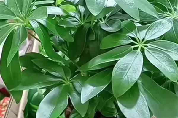 鸭脚木出现蚧壳虫如何防治,剪除受害严重的部位