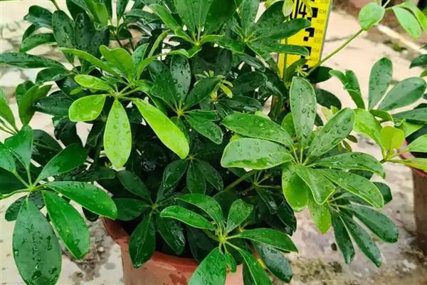 鸭脚木出现蚧壳虫如何防治,剪除受害严重的部位