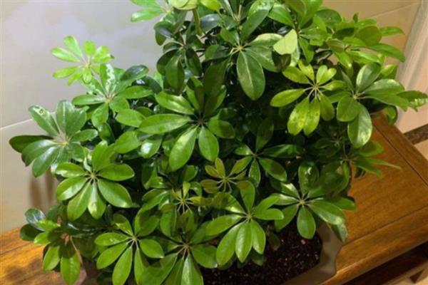 鸭脚木出现蚧壳虫如何防治,剪除受害严重的部位