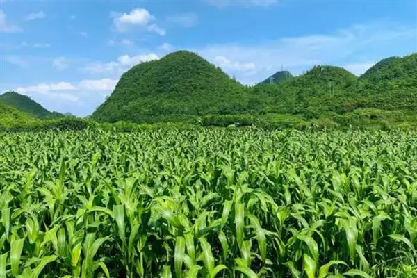 高粱怎么种植,晒种1-2天再播种