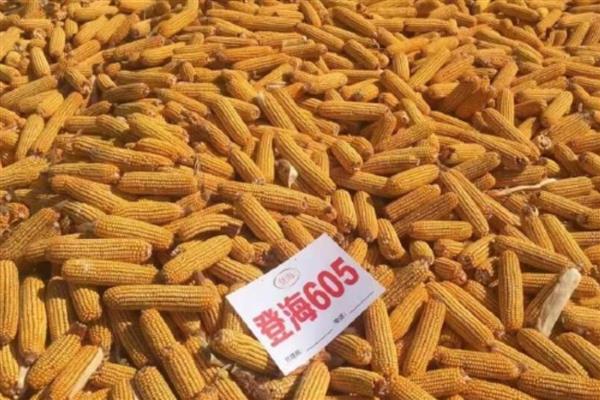 丰田406玉米种的简介，从出苗至成熟需要120天左右