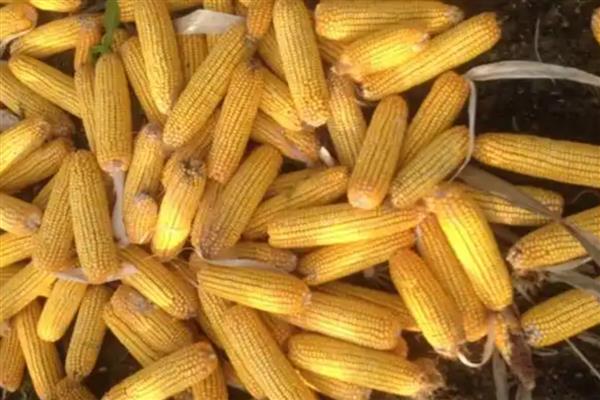 丰田406玉米种的简介，从出苗至成熟需要120天左右