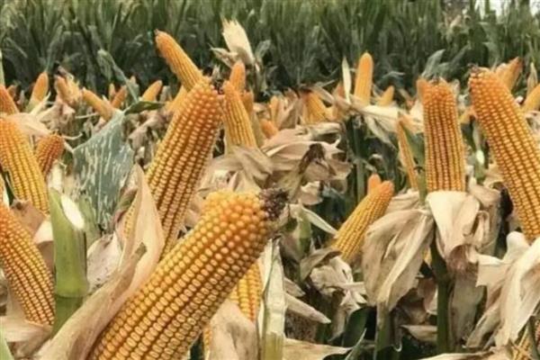 丰田406玉米种的简介，从出苗至成熟需要120天左右