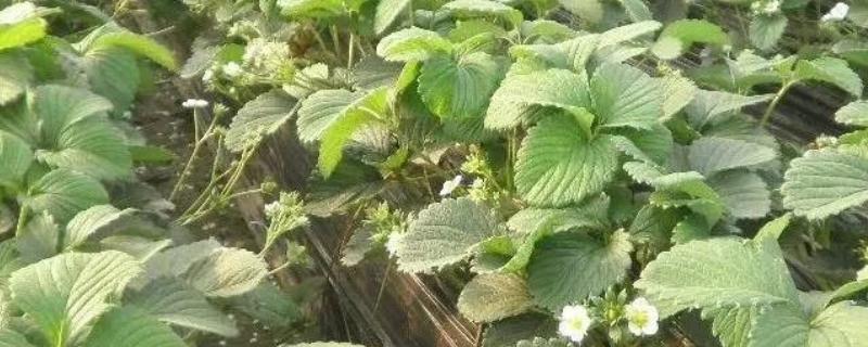 草莓现蕾期的管理方法,白天把温度控制在20-26℃