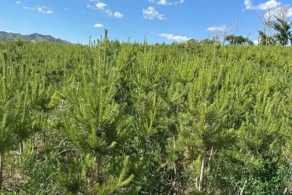 使用环嗪酮过多久才能种植,经过6个月左右才能栽培作物